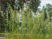 Deschampsia cespitosa 'Goldschleier'