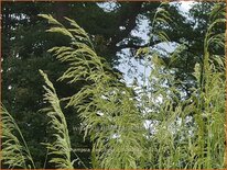 Deschampsia cespitosa 'Goldschleier'