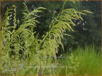 Deschampsia cespitosa 'Goldschleier'