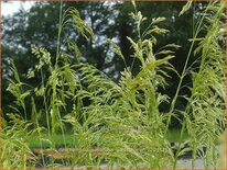 Deschampsia cespitosa 'Goldschleier'