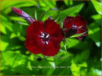 Dianthus barbatus &#39;Monksilver Black&#39;