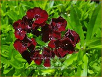 Dianthus barbatus 'Monksilver Black'