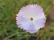 Dianthus &#39;Whatfield Wisp&#39;