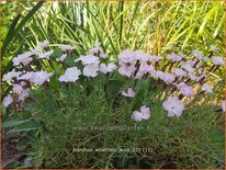 Dianthus 'Whatfield Wisp'