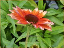 Echinacea purpurea &#39;Flamingo&#39;