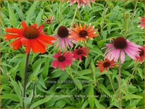 Echinacea purpurea 'Fountain Orange Bicolour'