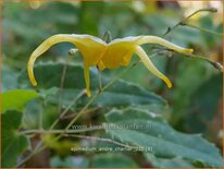 Epimedium 'André Charlier'