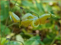 Epimedium 'André Charlier'