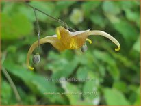 Epimedium 'André Charlier'