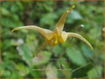 Epimedium 'André Charlier'