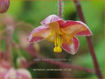 Epimedium cantabrigiense