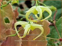 Epimedium franchetii &#39;Brimstone Butterfly&#39;