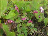 Epimedium rubrum 'Red Star'