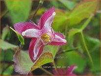 Epimedium rubrum 'Red Star'