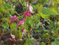 Epimedium rubrum 'Red Star'