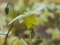 Epimedium versicolor &#39;Neosulphureum&#39;