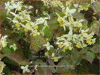 Epimedium versicolor &#39;Neosulphureum&#39;