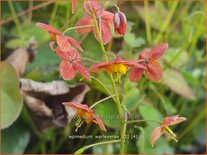 Epimedium warleyense