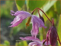 Epimedium youngianum 'Beni-kujaku'