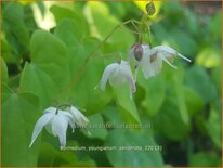 Epimedium youngianum 'Yenomoto'