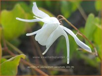 Epimedium youngianum 'Yenomoto'