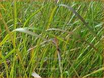 Eragrostis trichodes