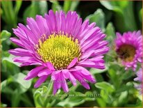 Erigeron glaucus 'Sea Breeze'