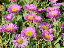 Erigeron glaucus 'Sea Breeze'