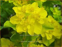 Euphorbia polychroma