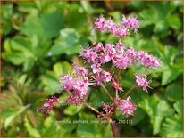 Filipendula palmata 'Rosa Schleier'