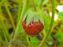 Fragaria &#39;Frel&#39; (&#39;Pink Panda&#39;)