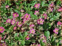 Fragaria &#39;Frel&#39; (&#39;Pink Panda&#39;)