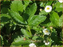 Fragaria vesca 'Plena'