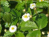 Fragaria vesca 'Plena'