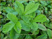 Fragaria vesca &#39;Yellow Wonder&#39;