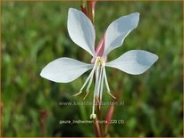 Gaura lindheimeri 'Elurra'