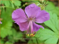 Geranium cantabrigiense &#39;Karmina&#39;