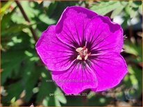 Geranium 'Dark Eyes'