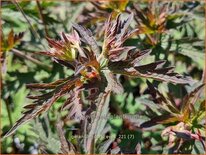 Geranium 'Dark Eyes'