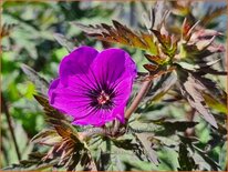 Geranium 'Dark Eyes'