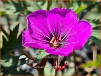 Geranium 'Dark Eyes'