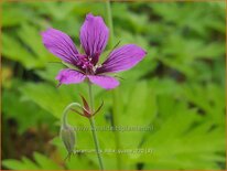 Geranium 'JS Hola Guapa'