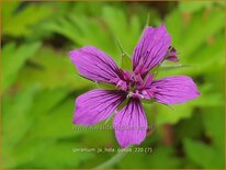 Geranium 'JS Hola Guapa'