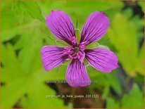 Geranium 'JS Hola Guapa'