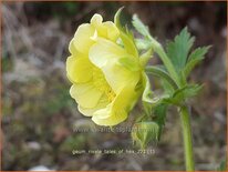 Geum rivale &#39;Tales of Hex&#39;