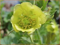 Geum rivale &#39;Tales of Hex&#39;