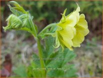 Geum rivale &#39;Tales of Hex&#39;