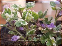 Glechoma hederacea 'Variegata'