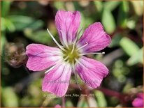 Gypsophila repens 'Filou Rose'