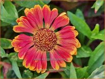 Helenium 'Bandera'